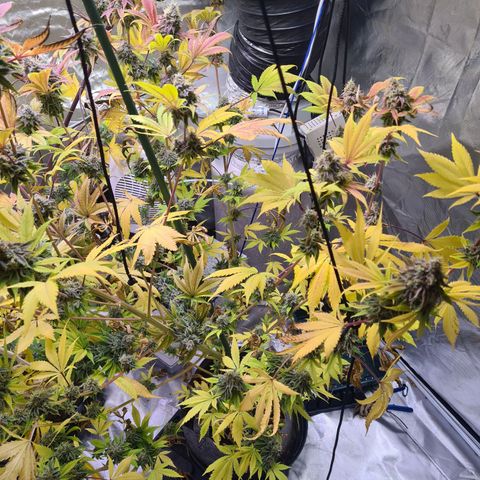 Gorilla Skittlez growlog timeline photo