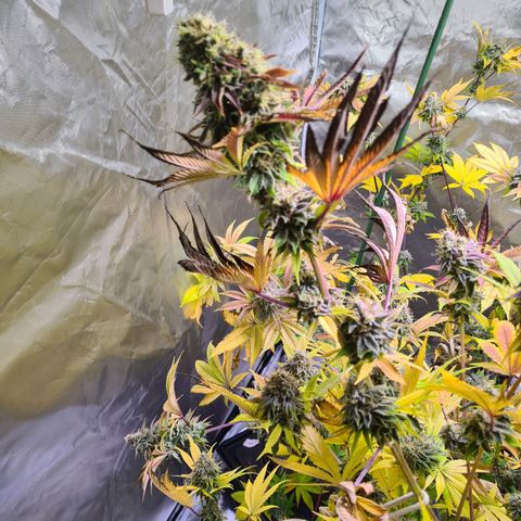 Gorilla Skittlez growlog timeline photo