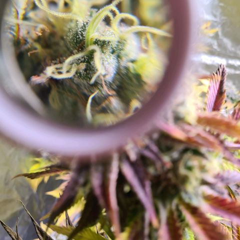 Gorilla Skittlez growlog timeline photo