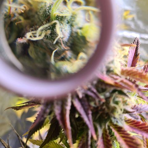 Gorilla Skittlez growlog timeline photo