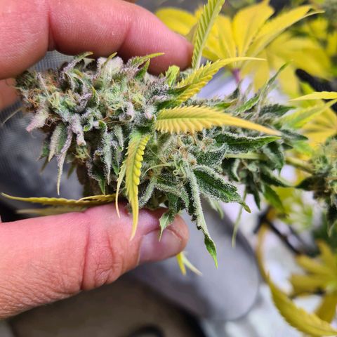 Gorilla Skittlez growlog timeline photo