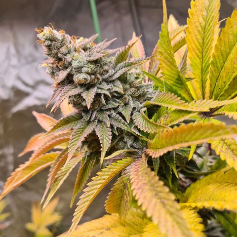 Gorilla Skittlez growlog timeline photo