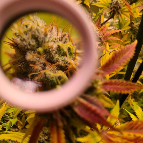 Gorilla Skittlez growlog timeline photo