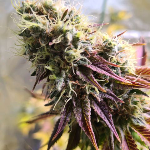 Gorilla Skittlez growlog timeline photo