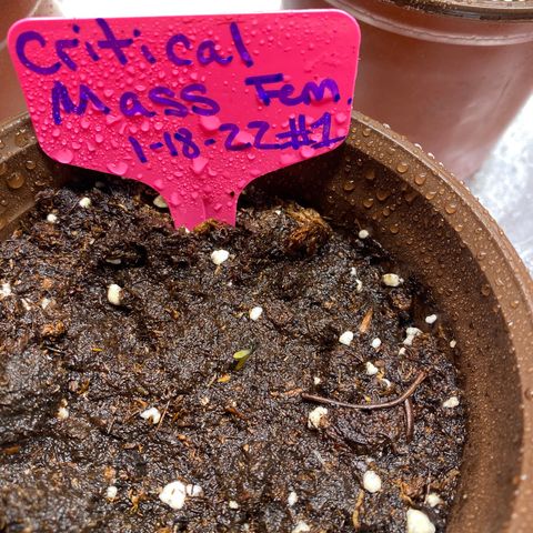 Alora Kush #1 growlog timeline photo