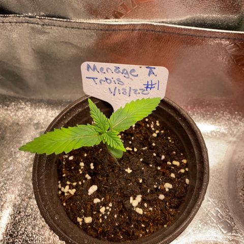 Alora Kush #1 growlog timeline photo