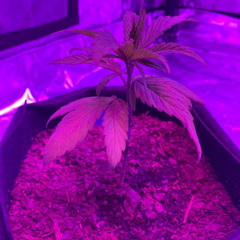 Alora Kush #1 growlog timeline photo