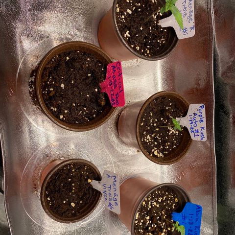 Alora Kush #1 growlog timeline photo