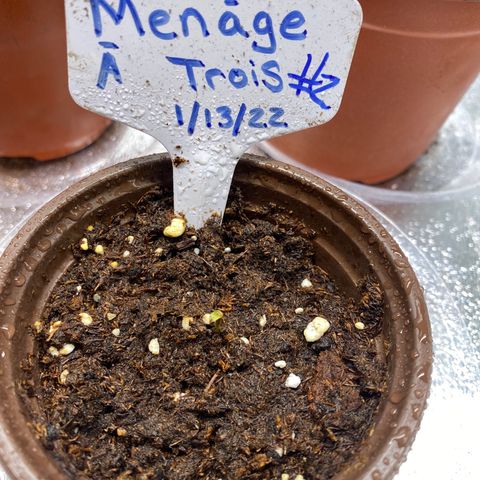 Alora Kush #1 growlog timeline photo