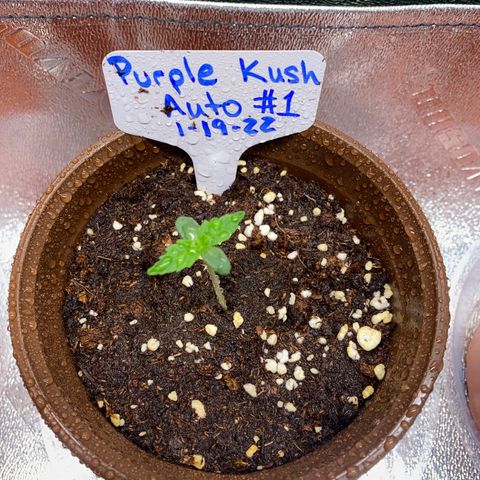 Alora Kush #1 growlog timeline photo