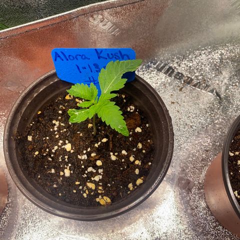 Alora Kush #1 growlog timeline photo
