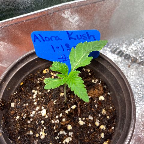 Alora Kush #1 growlog timeline photo