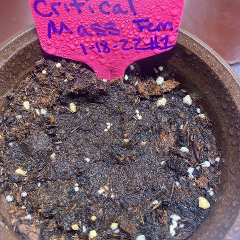 Alora Kush #1 growlog timeline photo