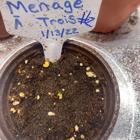 Alora Kush #1 growlog timeline photo