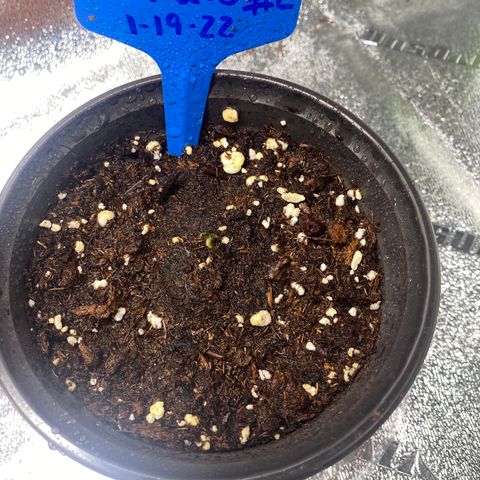 Alora Kush #1 growlog timeline photo