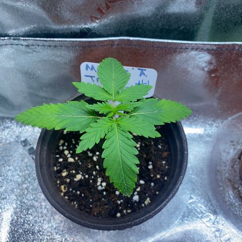 Alora Kush #1 growlog timeline photo