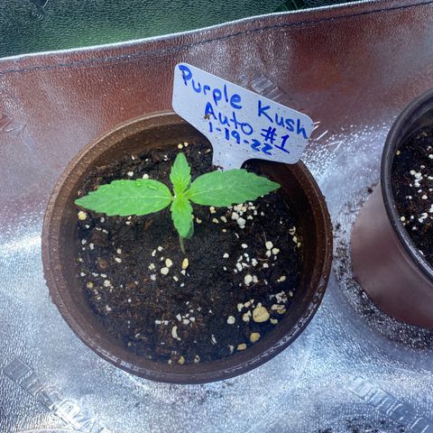 Alora Kush #1 growlog timeline photo