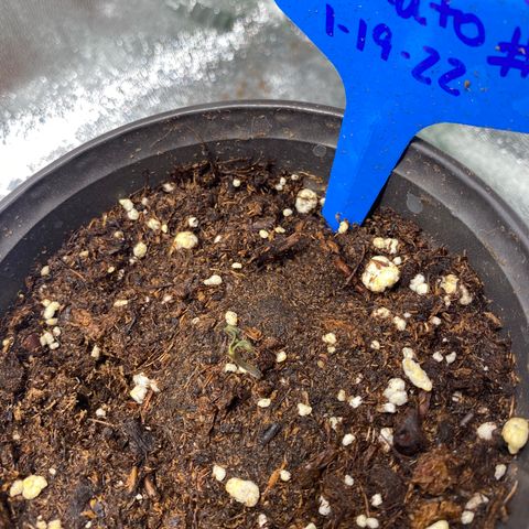 Alora Kush #1 growlog timeline photo