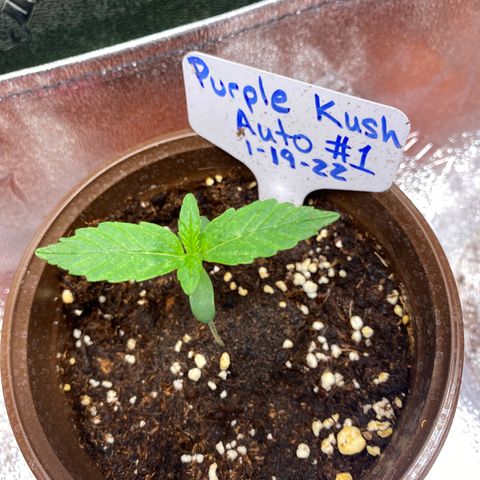 Alora Kush #1 growlog timeline photo