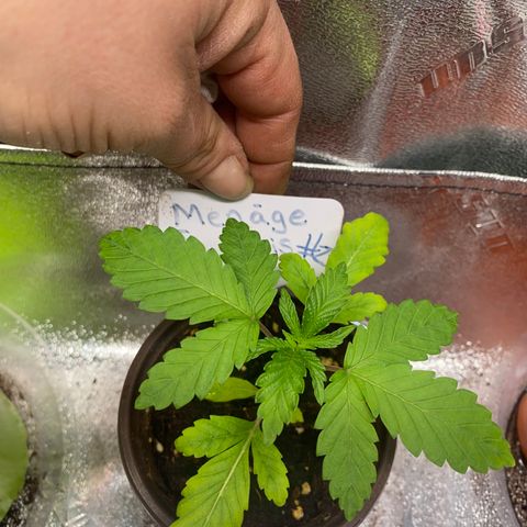 Alora Kush #1 growlog timeline photo