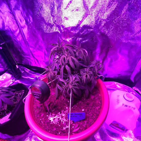 Alora Kush #1 growlog timeline photo