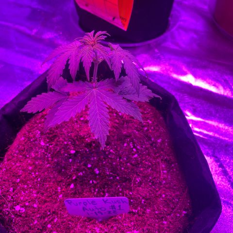 Alora Kush #1 growlog timeline photo