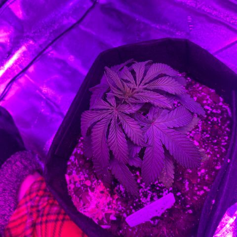 Alora Kush #1 growlog timeline photo