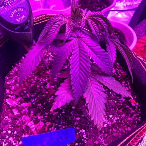 Alora Kush #1 growlog timeline photo