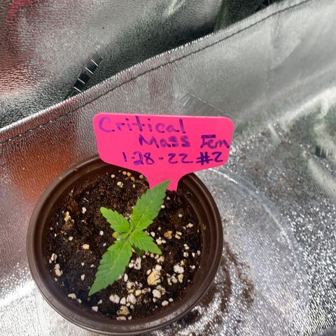 Alora Kush #1 growlog timeline photo