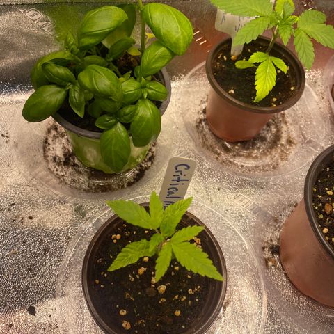 Alora Kush #1 growlog timeline photo