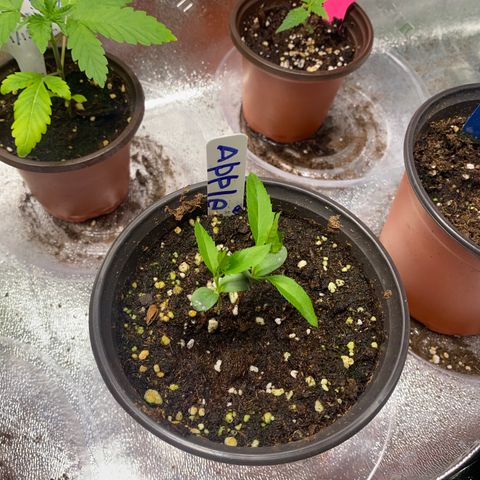 Alora Kush #1 growlog timeline photo