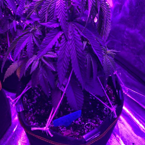 Alora Kush #1 growlog timeline photo