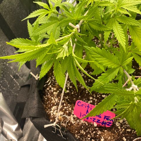 Alora Kush #1 growlog timeline photo