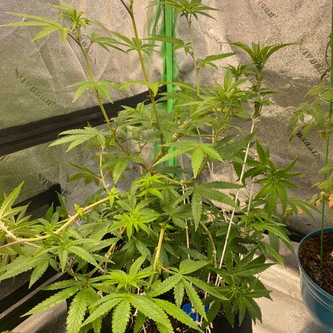 Alora Kush #1 growlog timeline photo