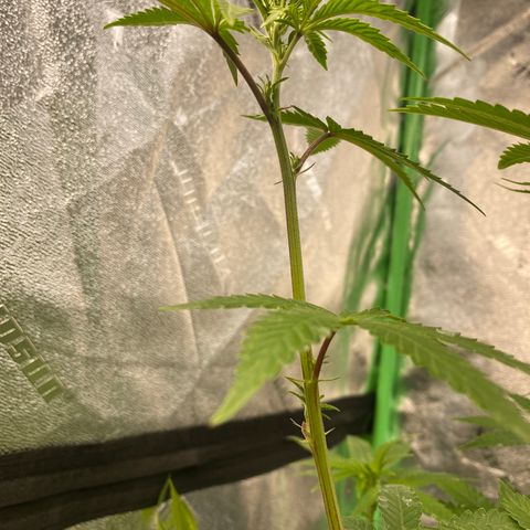 Alora Kush #1 growlog timeline photo