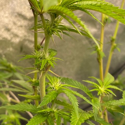 Alora Kush #1 growlog timeline photo