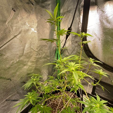 Alora Kush #1 growlog timeline photo