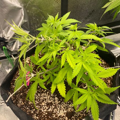 Alora Kush #1 growlog timeline photo