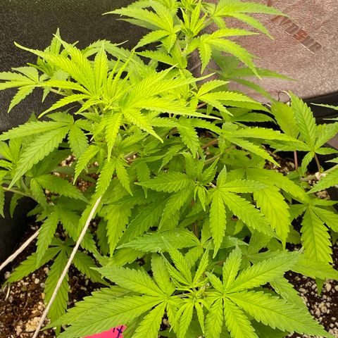 Alora Kush #1 growlog timeline photo