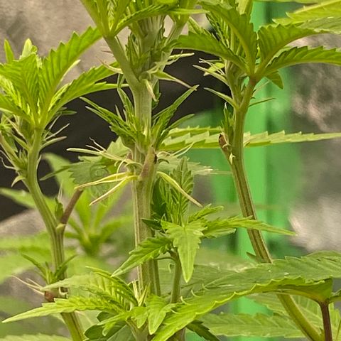 Alora Kush #1 growlog timeline photo