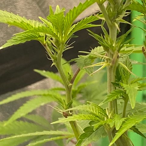 Alora Kush #1 growlog timeline photo