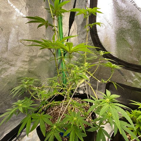 Alora Kush #1 growlog timeline photo