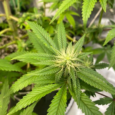 Alora Kush #1 growlog timeline photo