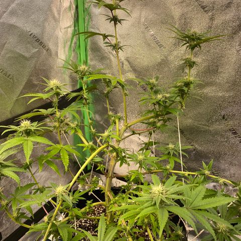 Alora Kush #1 growlog timeline photo