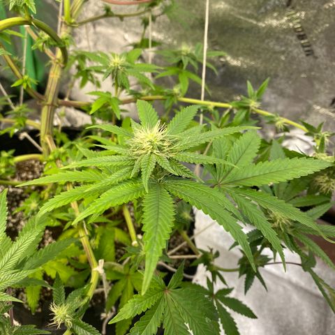 Alora Kush #1 growlog timeline photo