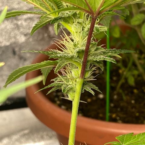 Alora Kush #1 growlog photo: Did she herm?