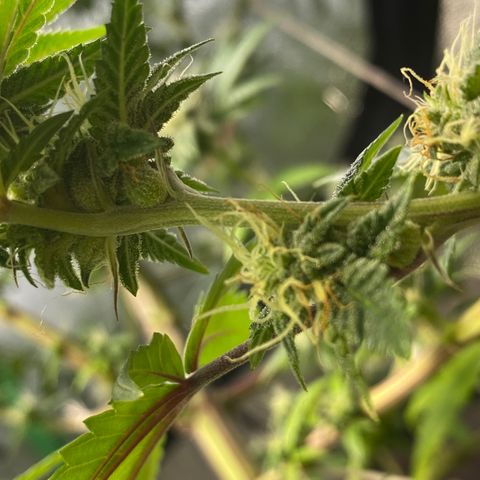 Alora Kush #1 growlog photo: Did she herm?