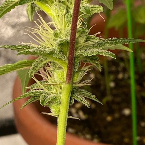 Alora Kush #1 growlog photo: Did she herm?