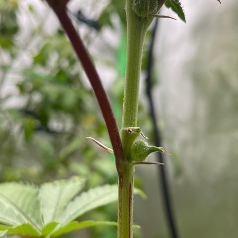 Alora Kush #1 growlog photo: Did she herm?