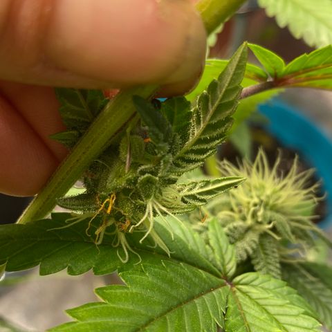 Alora Kush #1 growlog photo: Did she herm?